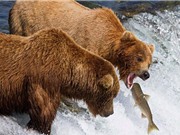 Clip: Gấu xám săn cá hồi đỏ trên đỉnh thác