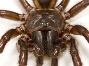 Dùng độc tố của nhện để ngăn tổn thương não vì đột quỵ