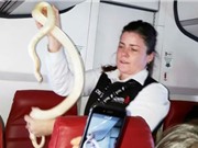 Hành khách "khiếp vía" khi nghe thông báo có rắn trên chuyến bay
