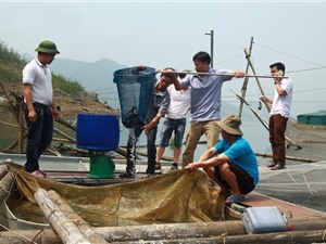 Nở rộ nghề nuôi cá lồng trên sông Đà, lãi 12 - 14 triệu đồng/lồng