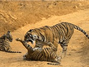 Hổ con nhận cái kết “đắng” vì cả gan chọc tức mẹ mình