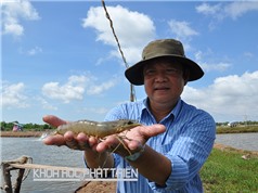 TS Nguyễn Việt Thắng - Chủ tịch Hội Nghề cá Việt Nam: Đầu tư để tri thức hóa con tôm