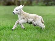 "Quái thai" cừu 5 chân xuất hiện ở Anh