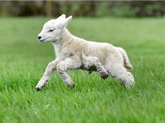 "Quái thai" cừu 5 chân xuất hiện ở Anh