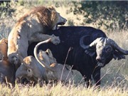 Clip: Bầy sư tử “toát mồ hôi” săn giết trâu rừng