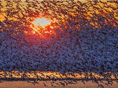 Hàng nghìn con ngỗng bay "lấp kín" bầu trời