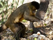 Clip: Khỉ thông minh biết dùng đá làm búa đập thức ăn