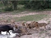 Clip: Bầy sư tử “mất ăn” khi trâu rừng dù võ sở trường