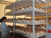 Lạng Sơn: Làm chủ quy trình sản xuất nấm Linh chi đỏ