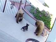 Clip: Chó nhỏ đuổi đánh 2 con gấu chạy “trối chết”