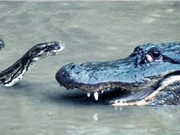 Clip: Tấn công cá sấu, trăn nhận cái kết “đắng”