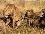 Clip động vật đại chiến ấn tượng nhất tuần: Linh cẩu giết sư tử, cá sấu ác chiến với trăn khổng lồ