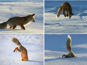 Clip: “Tuyệt chiêu” săn mồi độc đáo của cáo tuyết