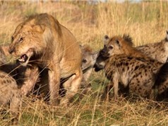 Clip: 15 con linh cẩu vây giết sư tử