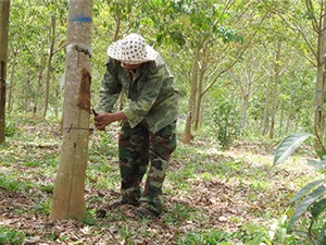 Kon Tum: Phát triển cao su tiểu điền ở Đắk Tô – Hướng thoát nghèo bền vững
