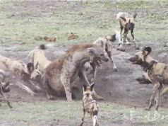 Clip: Bầy chó hoang châu Phi hành hạ linh cẩu
