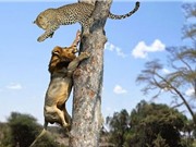 Clip: Bầy sư tử trèo cây cướp mồi của báo