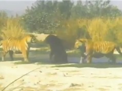 Clip: Hổ Bengal giao chiến với gấu đen Bắc Mỹ