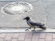 KỲ LẠ: Chim đầu to đỡ chết vì tai nạn giao thông hơn