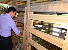 Những cử nhân bỏ bàn giấy về làm nông thành triệu phú ở xứ Tuyên