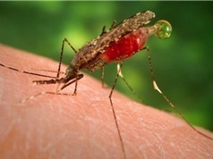 Loài muỗi duy nhất gây bệnh sốt rét ở Việt Nam