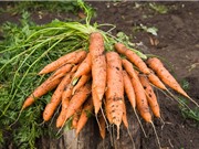 Mẹo trồng cà rốt trong thùng xốp cho năng suất cao 