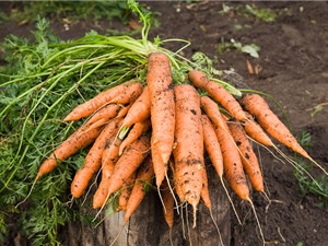 Mẹo trồng cà rốt trong thùng xốp cho năng suất cao 