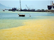 Vì sao tảo nở hoa xuất hiện liên tục trên vùng biển ở Huế?