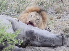 Clip: Sư tử đực ăn thịt tê giác