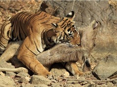 Clip: Cận cảnh màn săn mồi “siêu tốc” của hổ