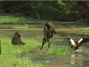 Clip: Khỉ đầu chó tàn sát bầy ngỗng