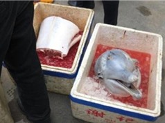 Cá heo trắng quý hiếm bị xẻ thịt bán trên đường phố Trung Quốc