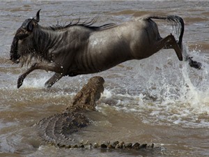 Clip: Cuộc vượt sông “đẫm máu” trước hàm cá sấu