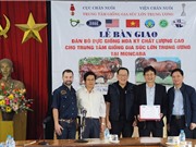 Thêm 10 "cỗ máy sản xuất bò thịt chất lượng cao" mới về Việt Nam