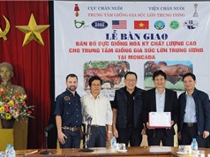 Thêm 10 "cỗ máy sản xuất bò thịt chất lượng cao" mới về Việt Nam