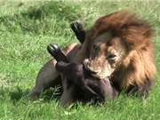 Clip: Sư tử đực sát hại trâu rừng con dã man