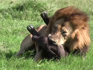 Clip: Sư tử đực sát hại trâu rừng con dã man