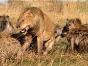 Clip: Sư tử bị linh cẩu "đánh hội đồng", cướp thức ăn