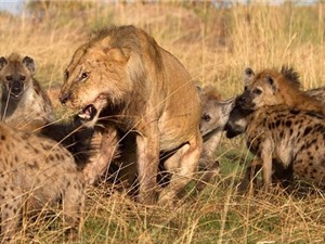 Clip: Sư tử bị linh cẩu "đánh hội đồng", cướp thức ăn