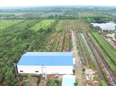 Trang trại chanh lớn nhất Việt Nam được đầu tư bao nhiêu tiền?