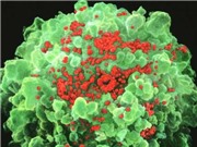 Mỹ nghiên cứu thành công Vắcxin phòng chống HIV