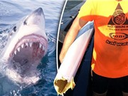 Cá mập cắn đứt đôi thuyền của người đàn ông Australia