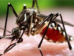 Vì sao bạn bị muỗi đốt nhiều hơn người khác?