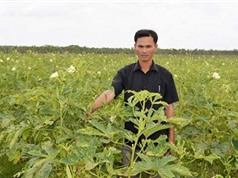 An Giang trồng đậu bắp xuất khẩu