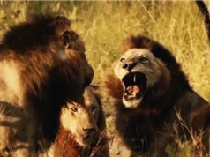 Clip: “Rợn người” với cảnh sư tử đực tàn sát đồng loại