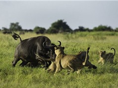 Clip: Trâu rừng “ác chiến” với sư tử để bảo vệ con