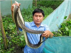 “Hốt bạc” nhờ nuôi rắn ri cá trong vèo