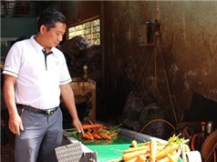 Lâm Đồng: Anh nông dân thu nhập tiền tỷ từ trồng rau sạch