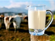 Những công dụng tuyệt vời của sữa tươi đối với sức khỏe