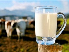 Những công dụng tuyệt vời của sữa tươi đối với sức khỏe
